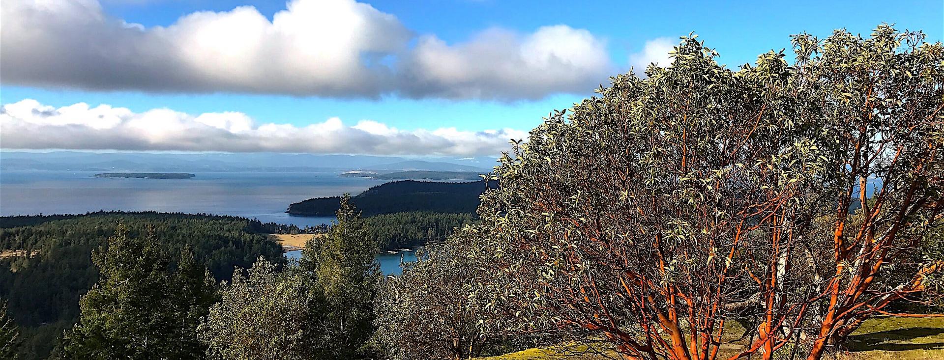 Madrona over Mount Young on San Juan Island