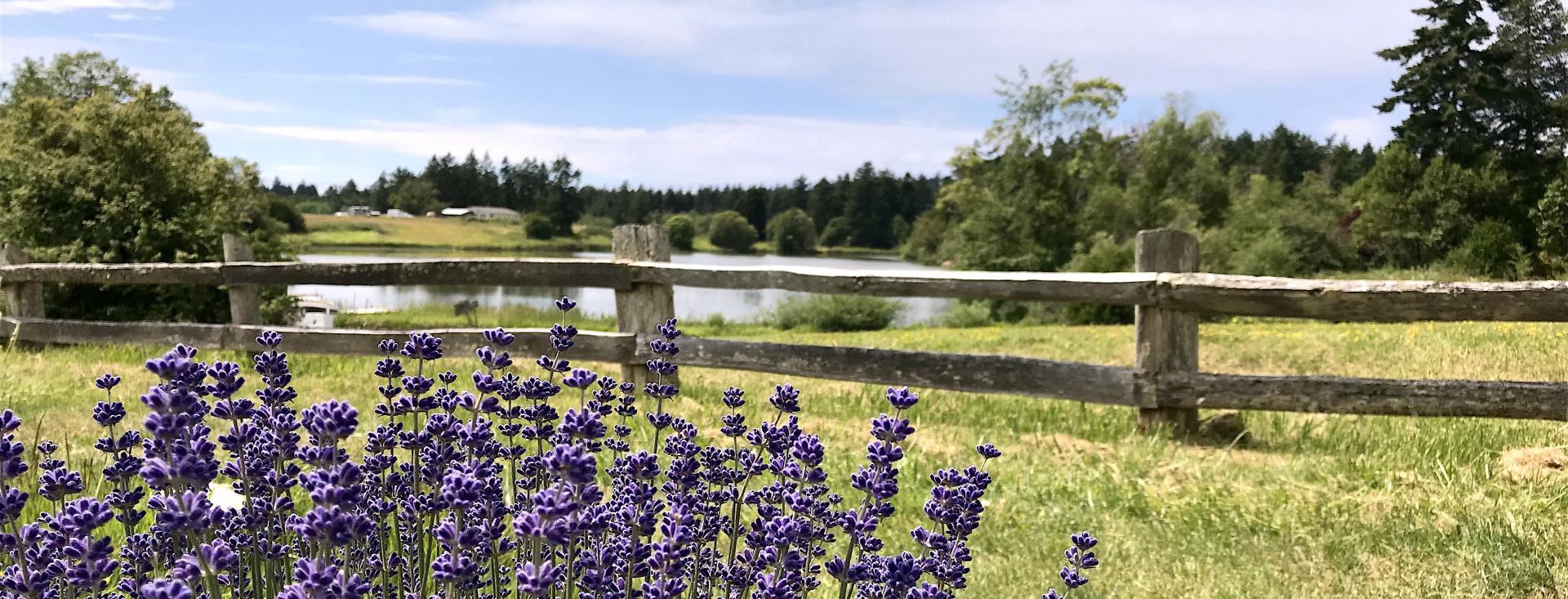 Lavender Overlooking Pond on San Juan Island
