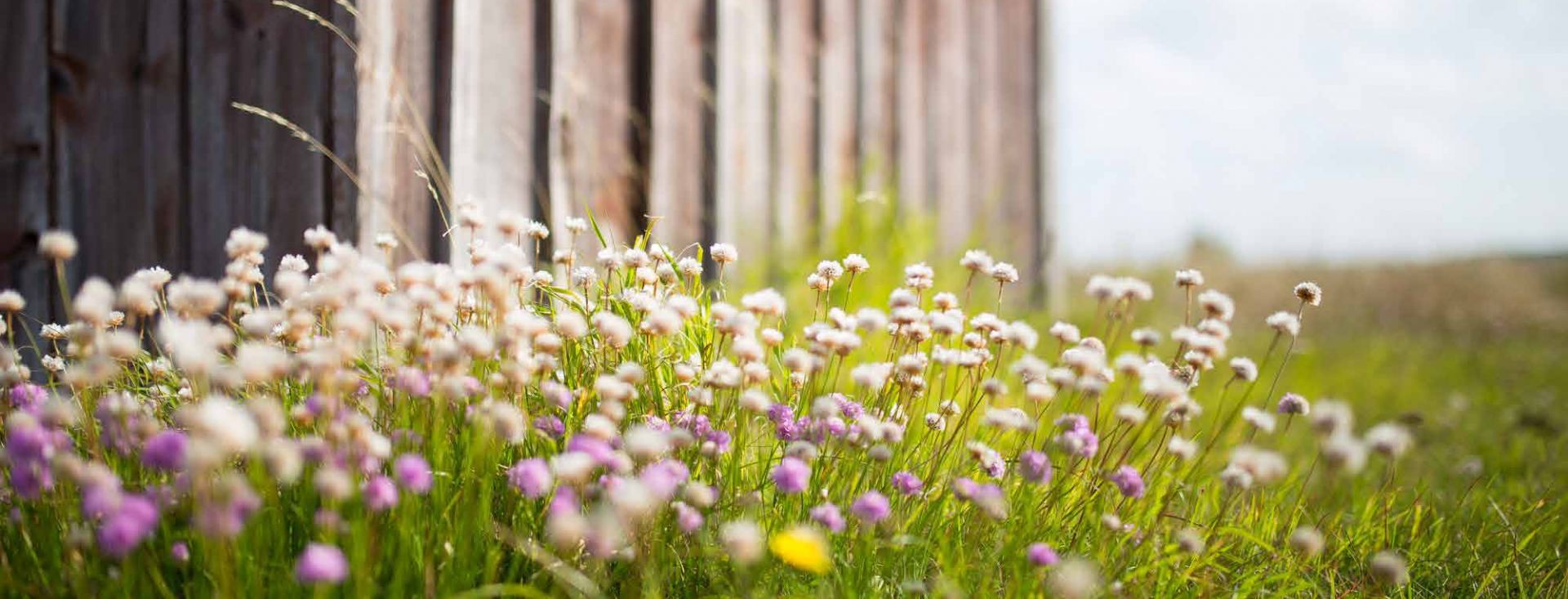 Fence and flowers field