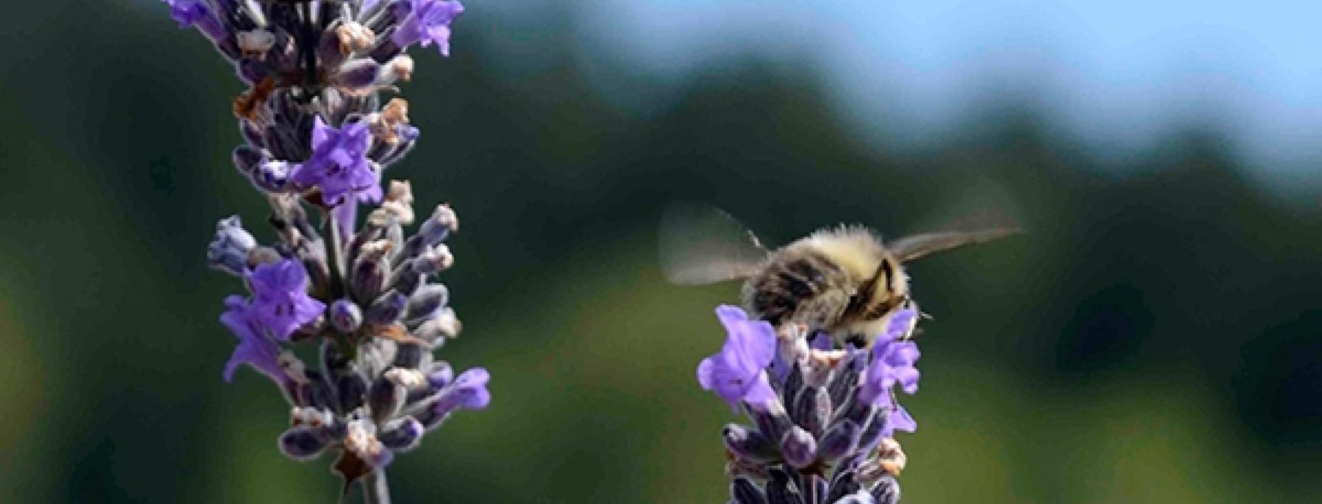 Pelindaba Lavender Farm on San Juan Island