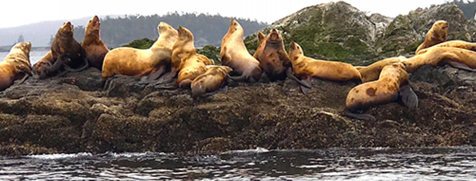 Stellar Sea Lions Living the Good Life