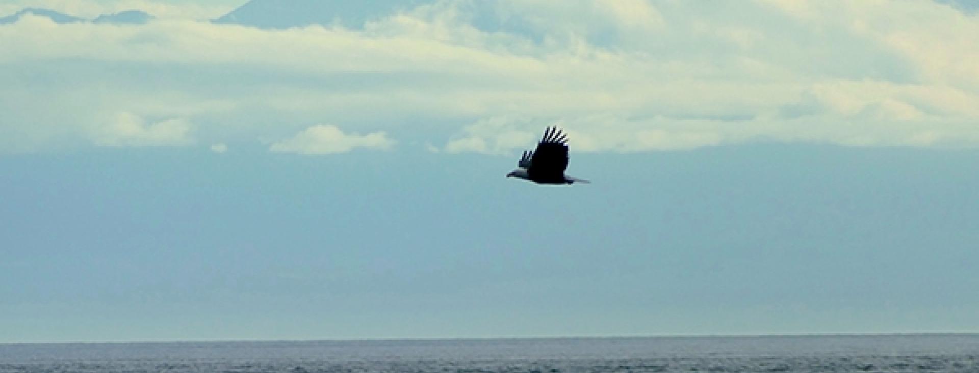 Eagle