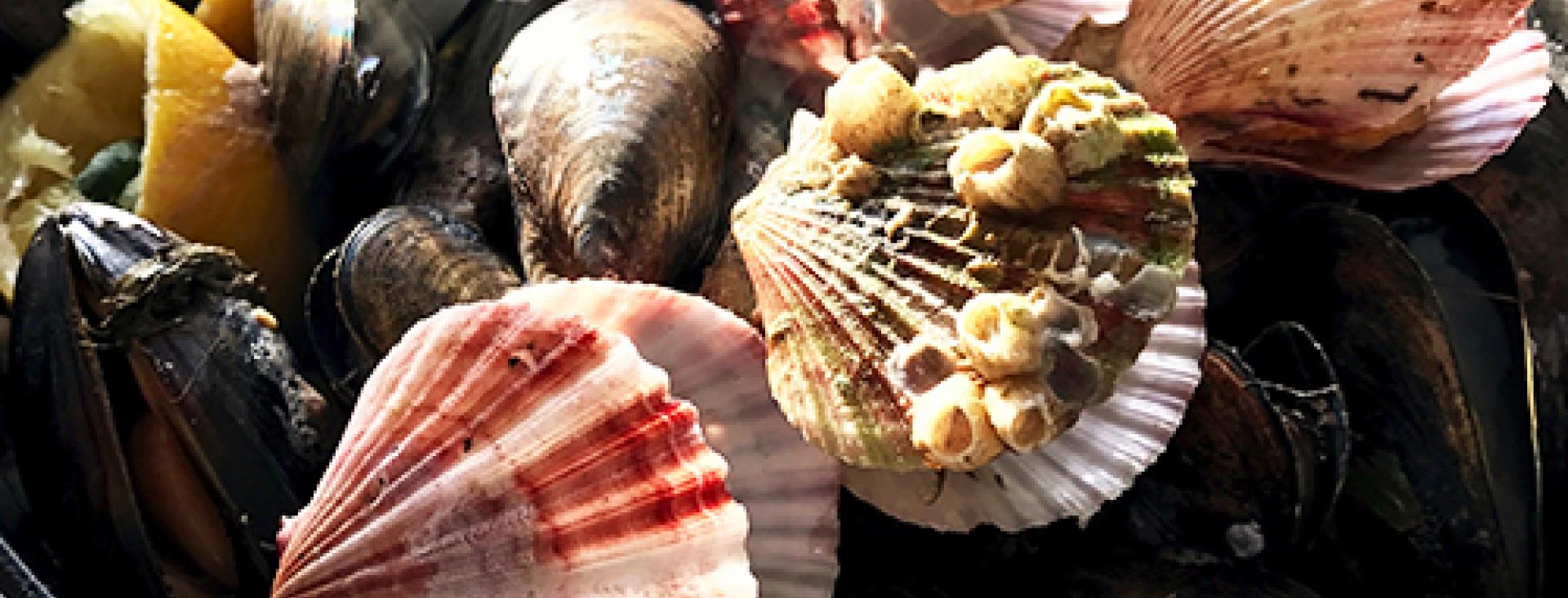 Shellffish