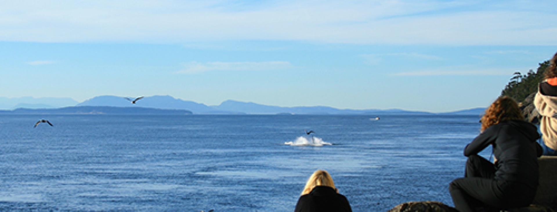 Lighthouse Centennial whale watching