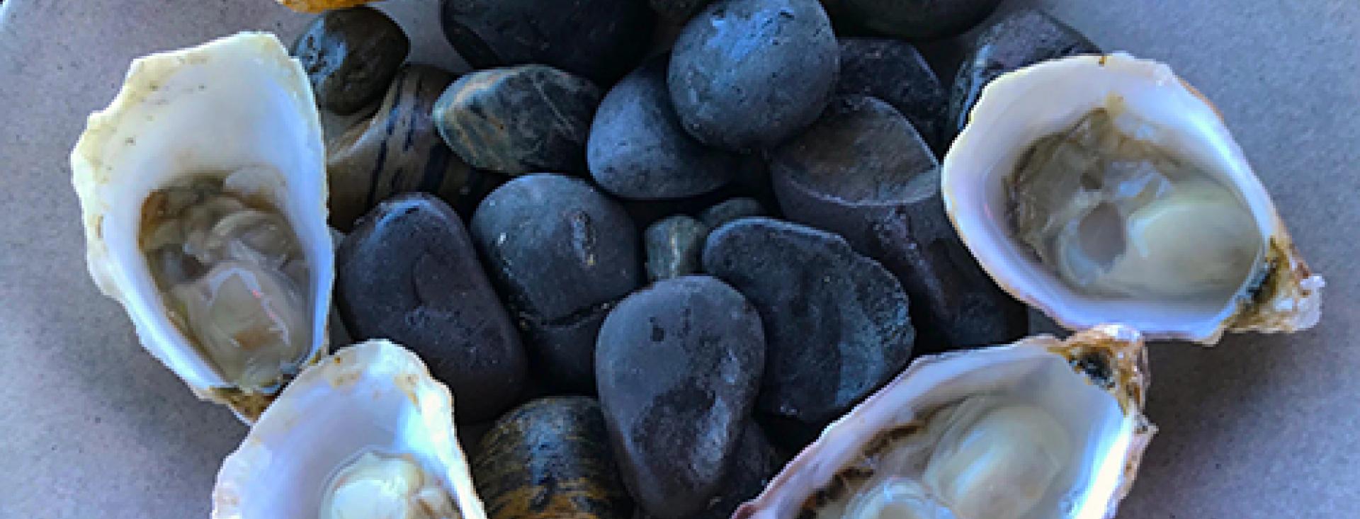 Oysters