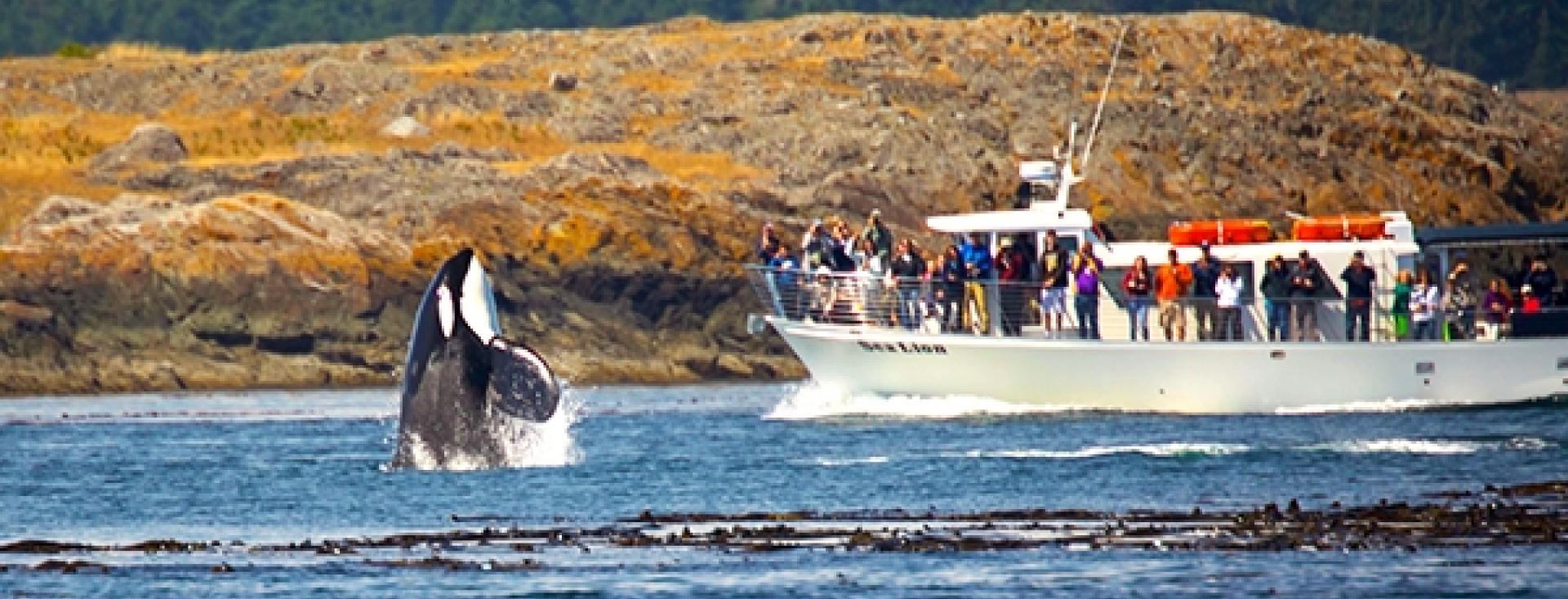 San Juan Safaris, Whale Watching