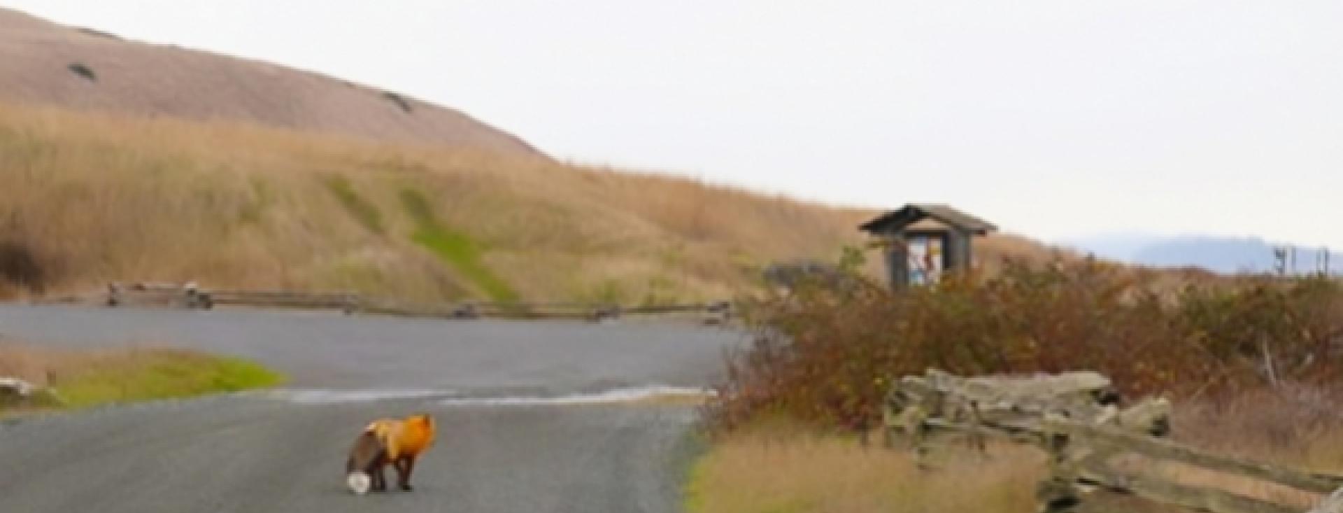 San Juan Island in the Fall