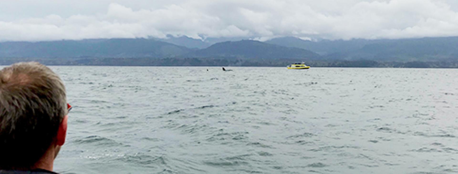 BR Blog -What you can do for orcas (whale watching)