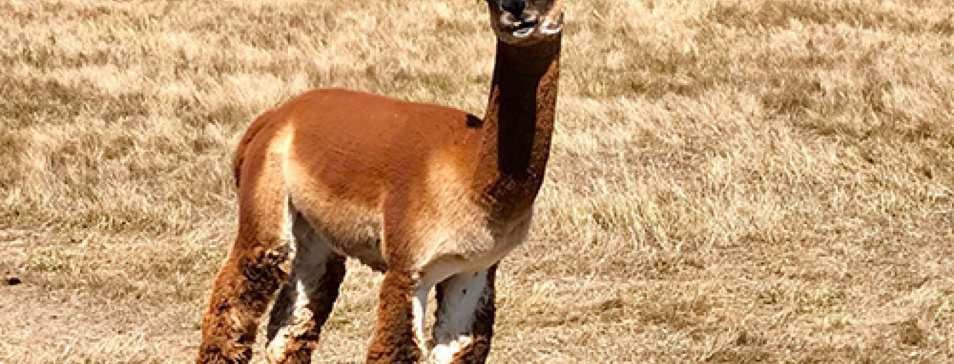 Extraordinarily Cute Alpaca on San Juan Island