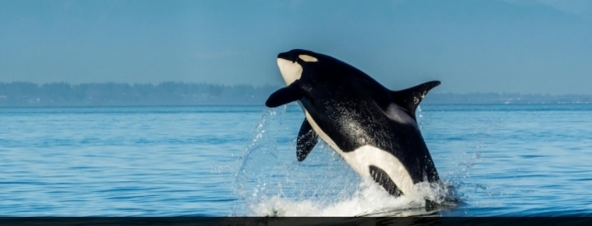 Jim Maya Orca Whale