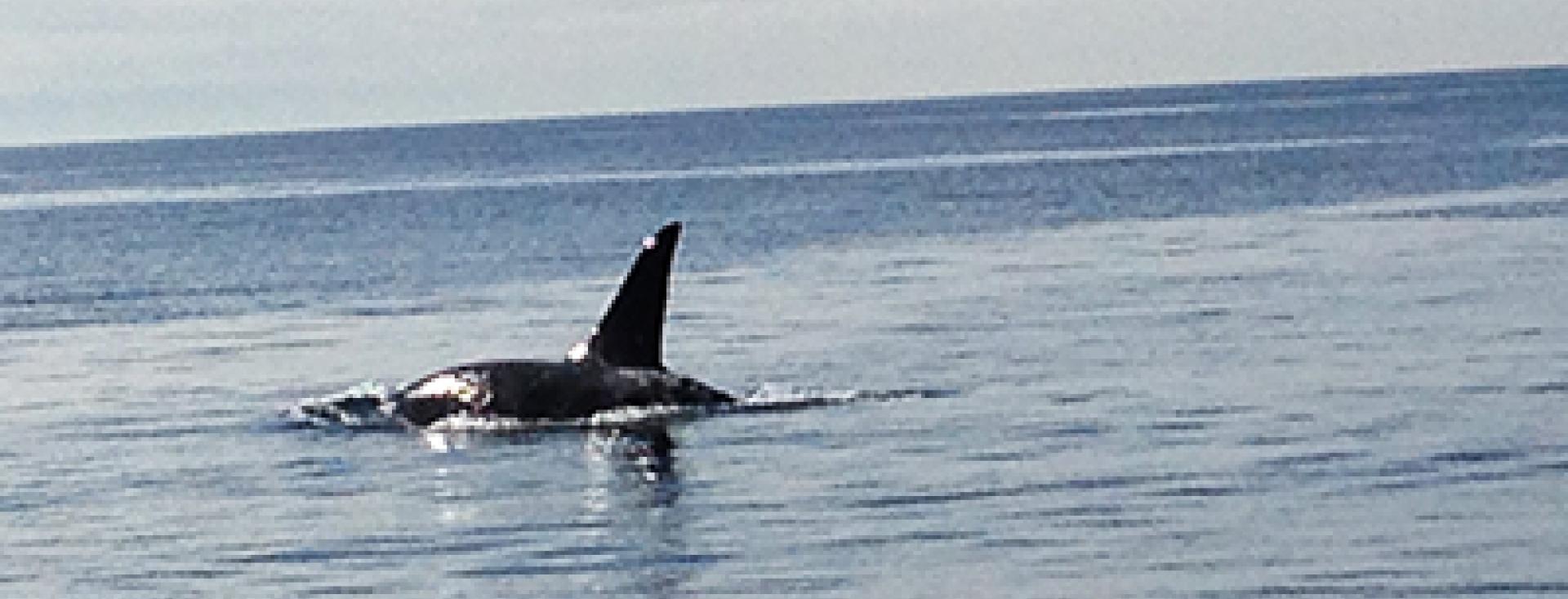 Whale in the Ocean
