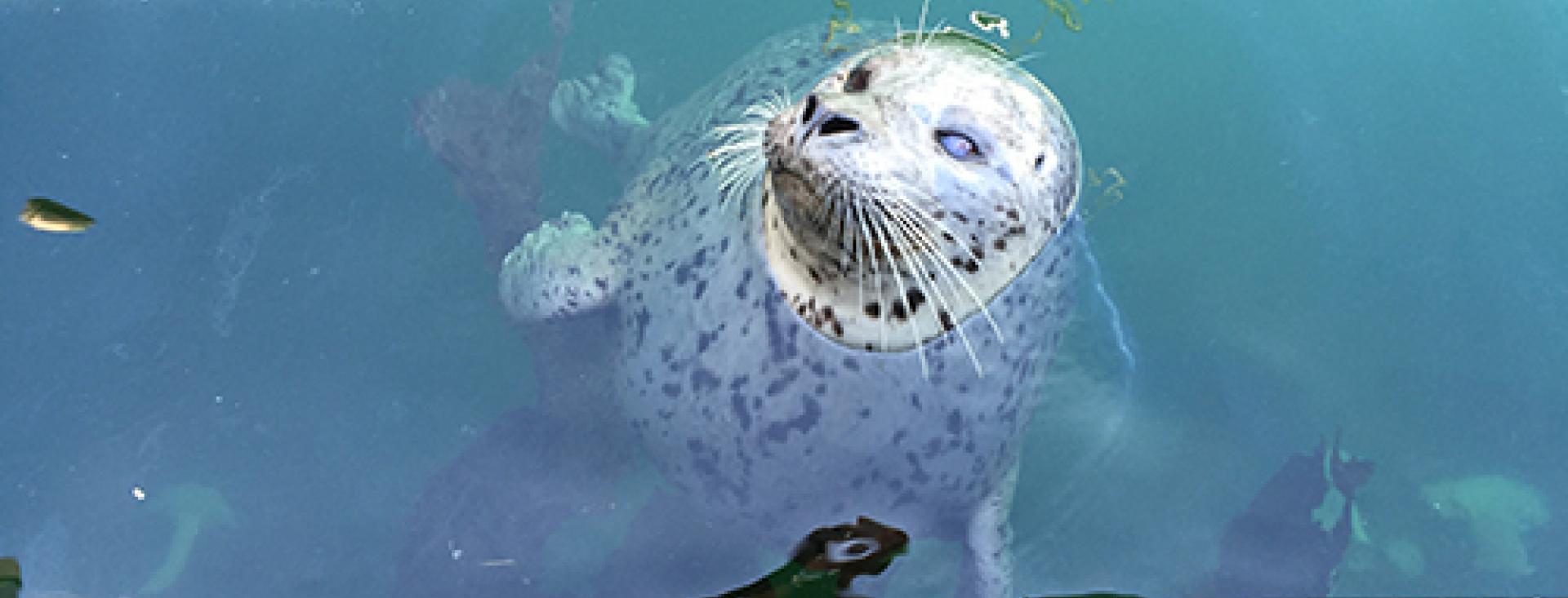 Seal