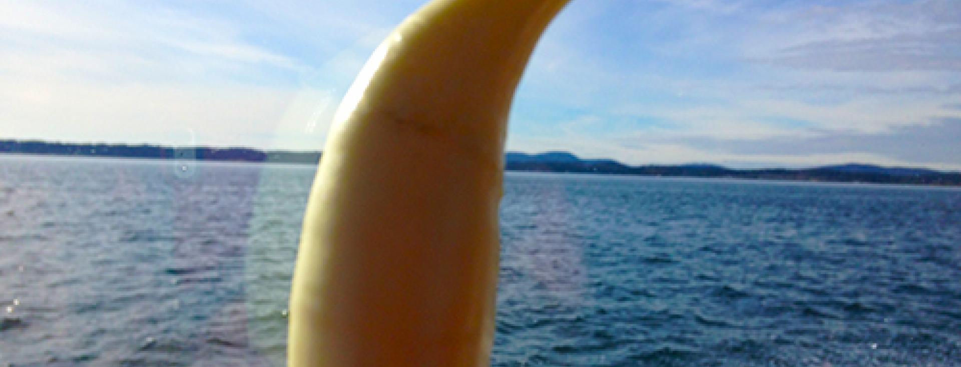 Tooth