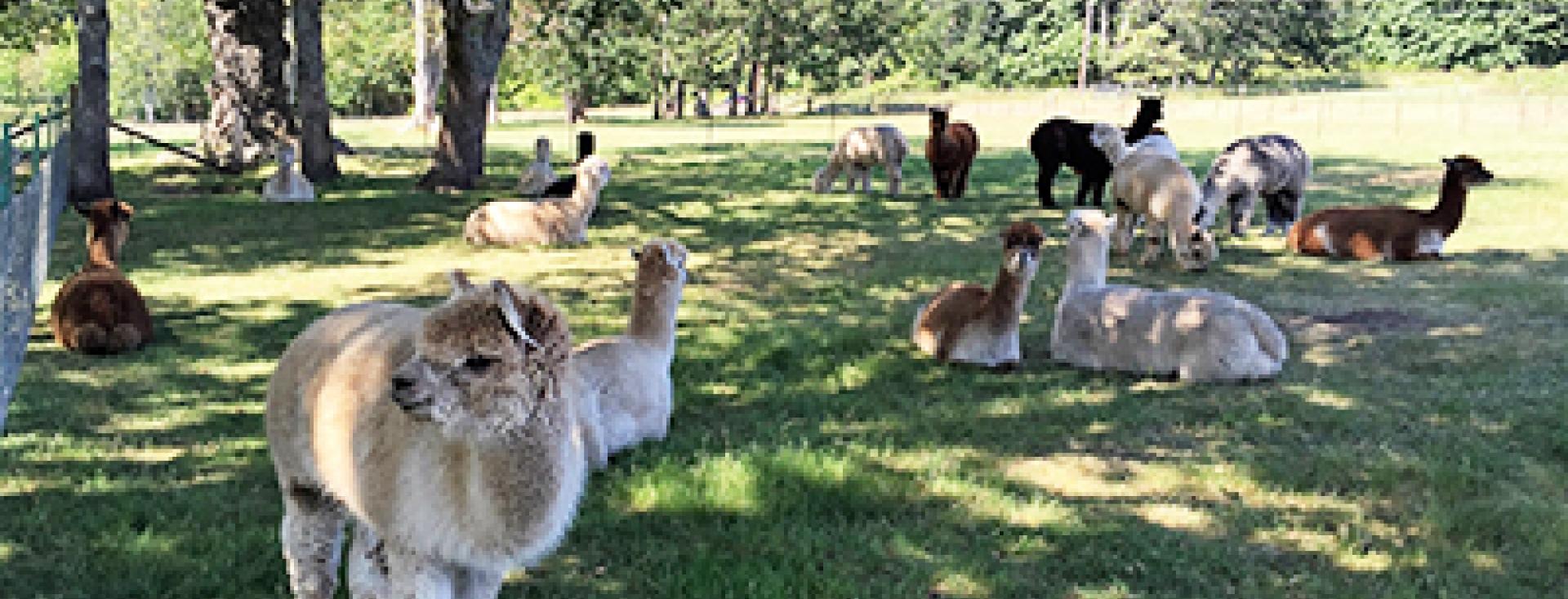 Alpaca Farm