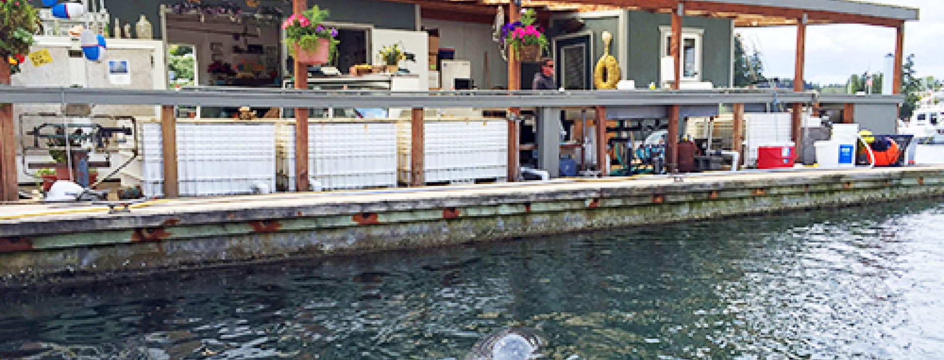 Sea Lions