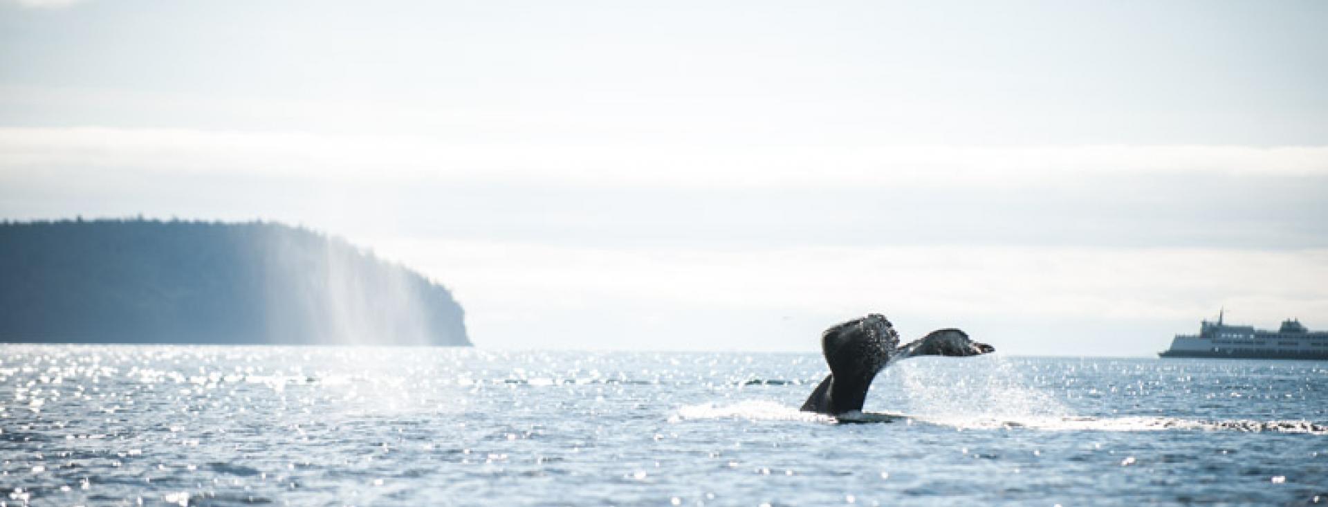 Whale Tail