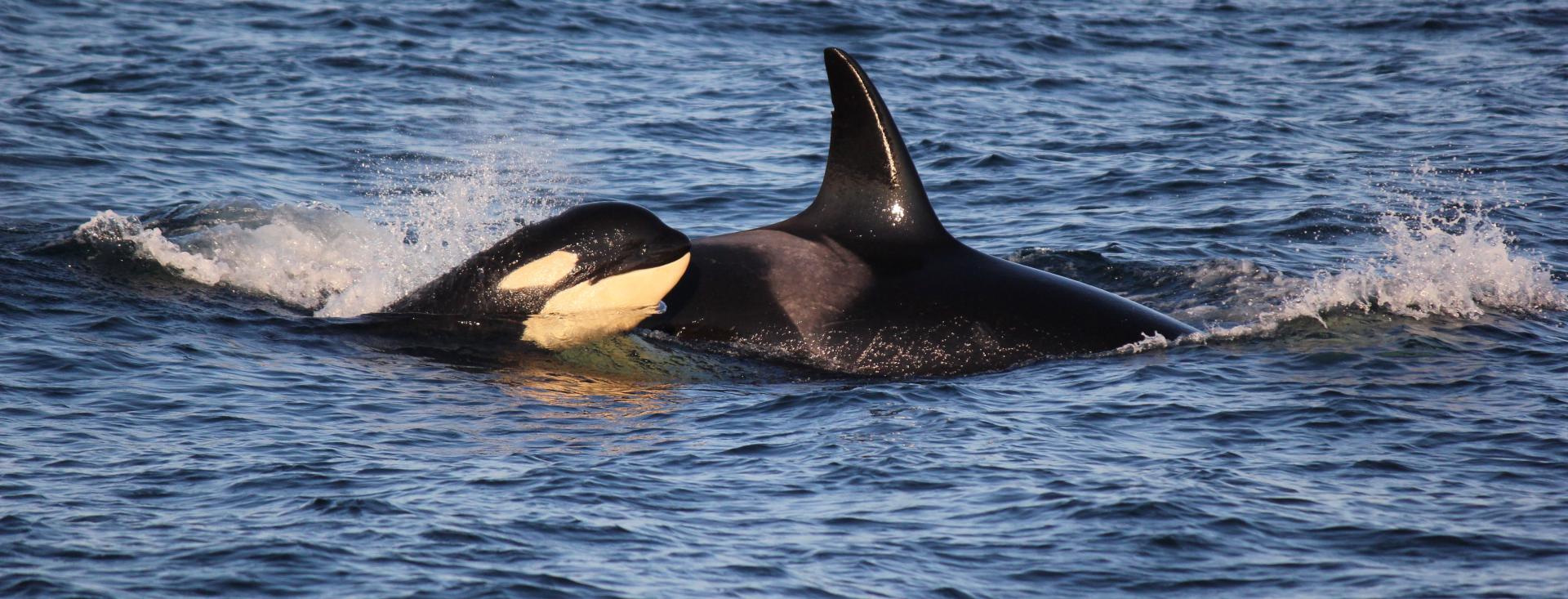 Orcas on San Juan Island by Emily Schaller