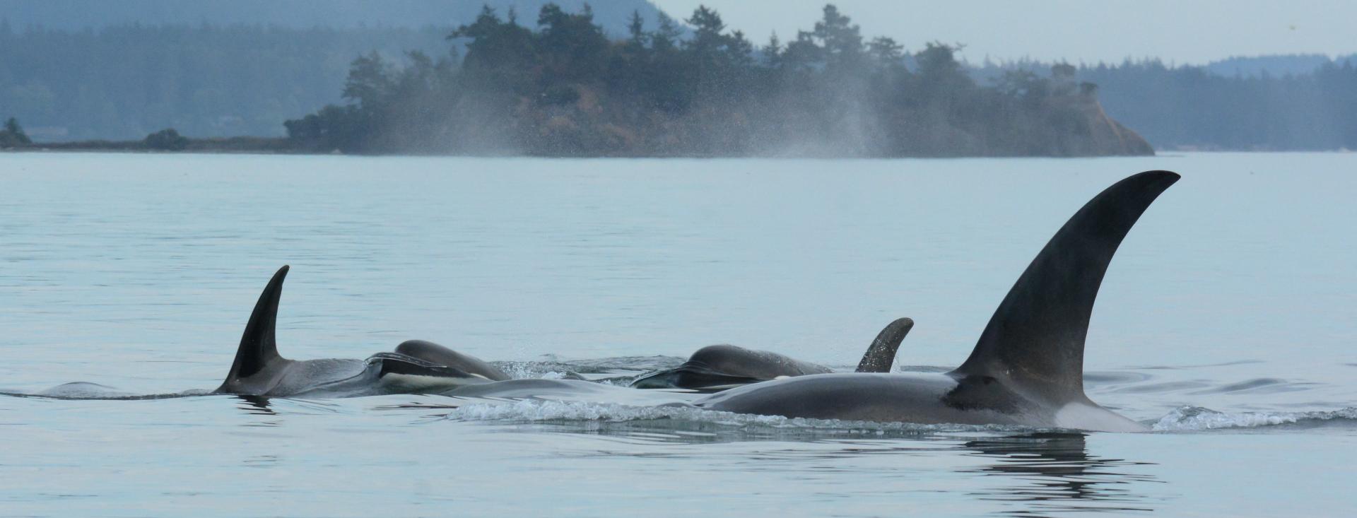 Maya's Legacy Whale Watching, San Juan Island