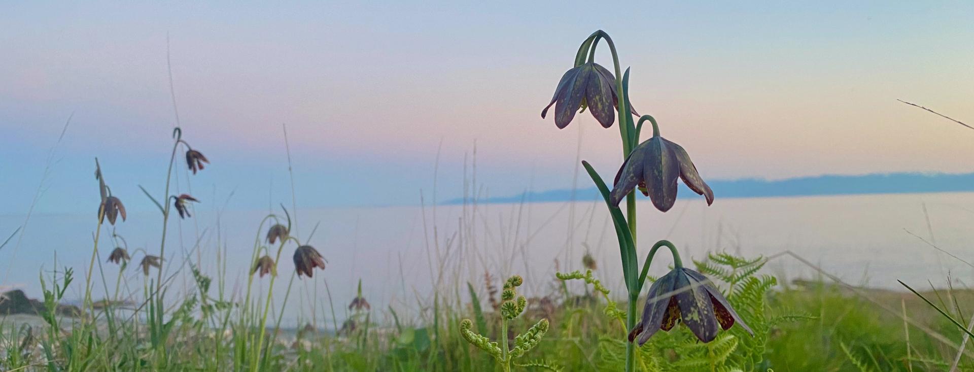 San Juan Island, Washington