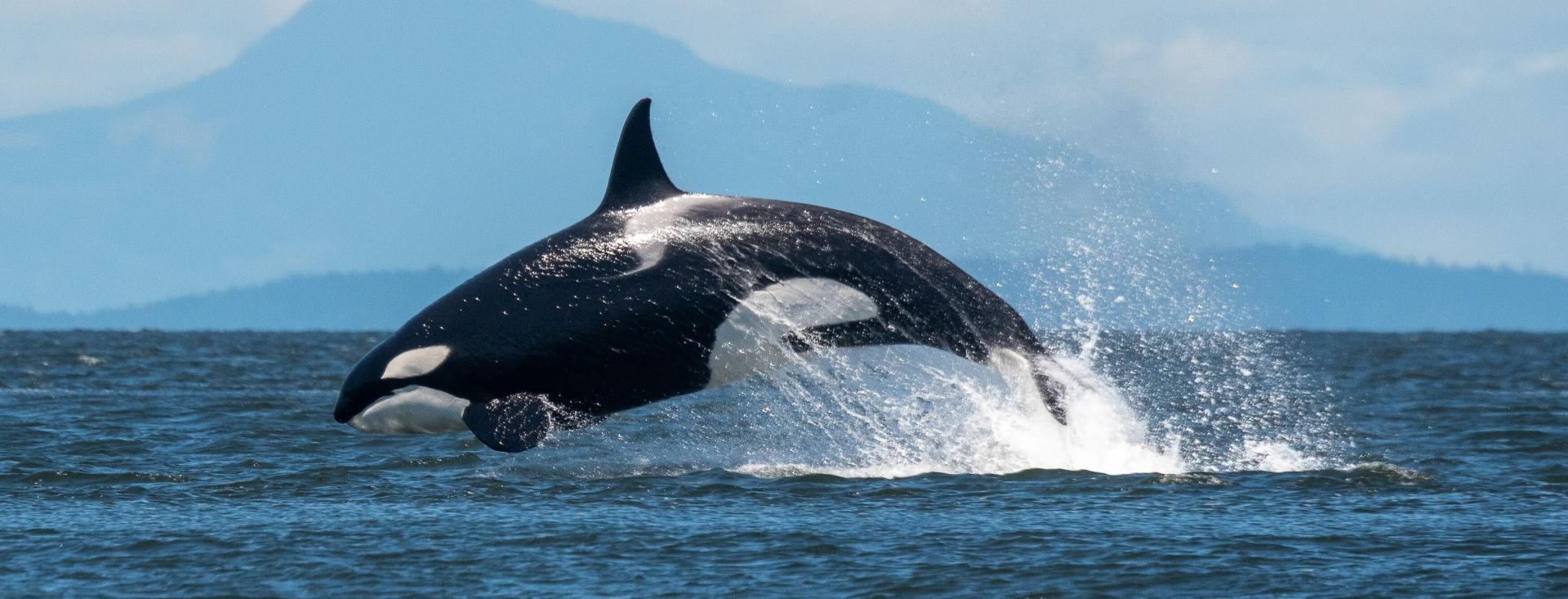 Orca Breaching, Whale Watching on San Juan Island, Washington