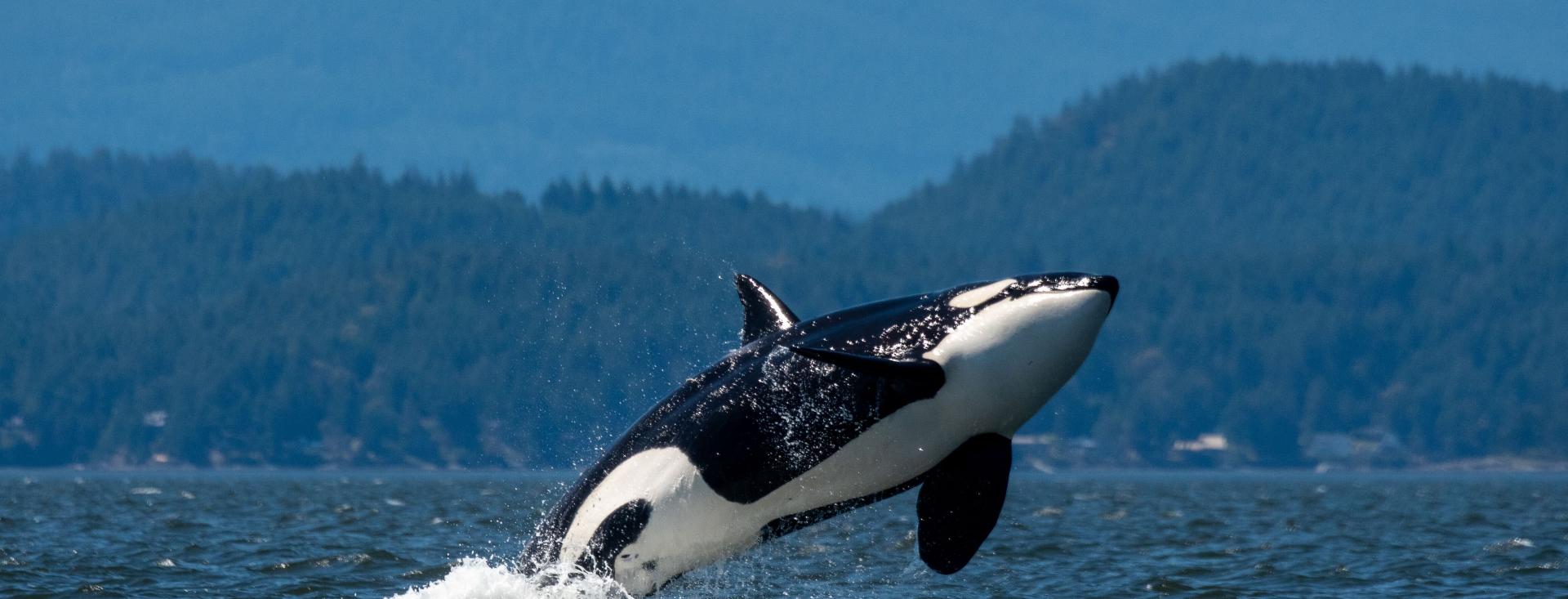 Orca Breaching, Whale Watching on San Juan Island, Washington