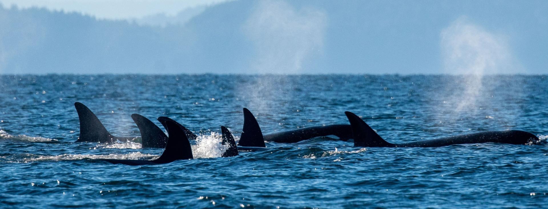 San Juan Island, Washington