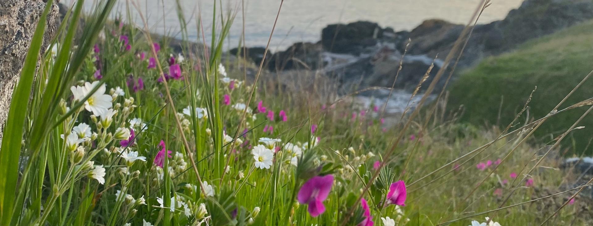 Wild Flowers in front of the Sea on San Juan Island, Washington