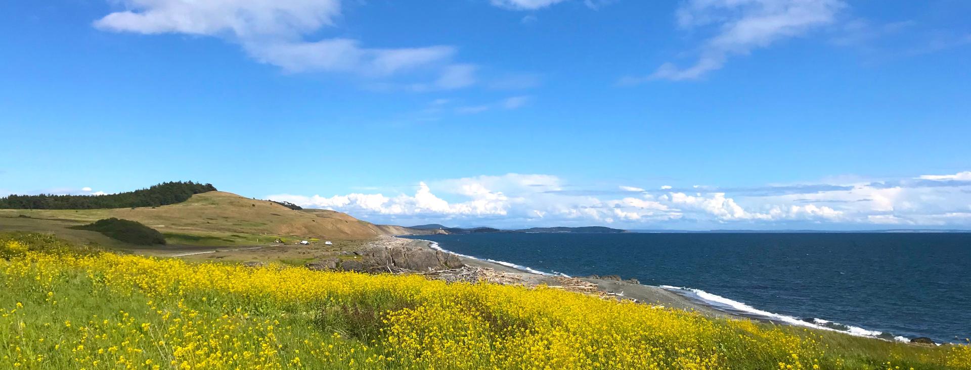 Field of wild flowers overlooking the ocean at Cattle Point, San Juan Island, Washington