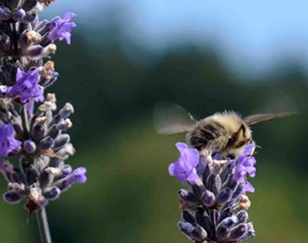 Pelindaba Lavender Farm on San Juan Island