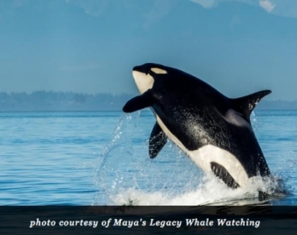 Jim Maya Orca Whale