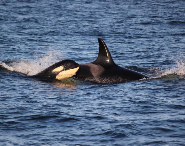 Orcas on San Juan Island by Emily Schaller