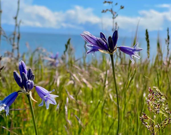 San Juan Island, Washington