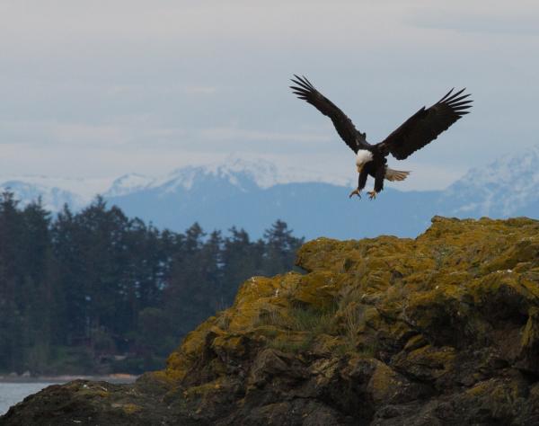 Birding with San Juan Safaris, San Juan Island, Washington