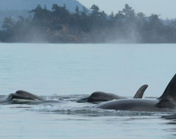Maya's Legacy Whale Watching, San Juan Island