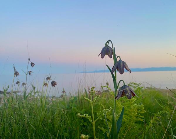 San Juan Island, Washington