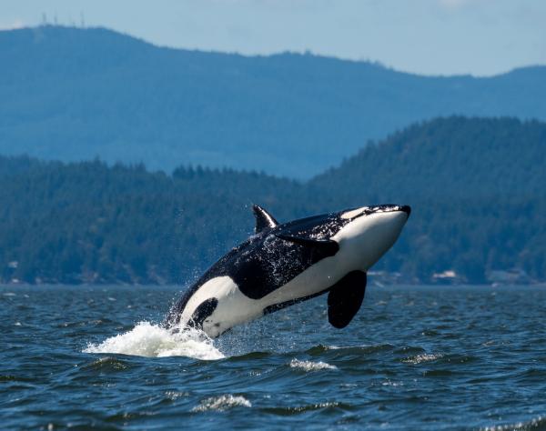 Orca Breaching, Whale Watching on San Juan Island, Washington