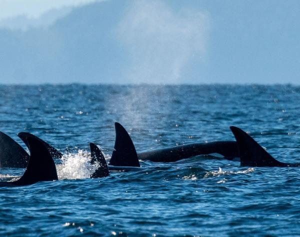 San Juan Island, Washington