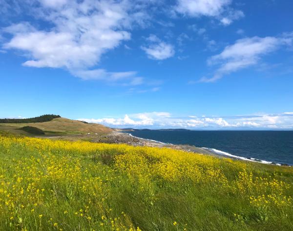 Field of wild flowers overlooking the ocean at Cattle Point, San Juan Island, Washington