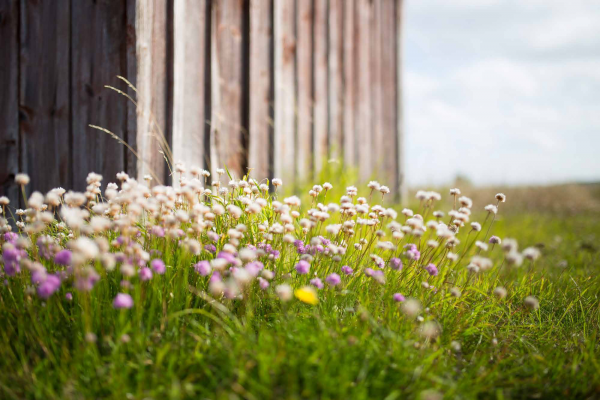 Fence and flowers field