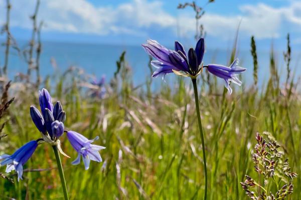 San Juan Island, Washington