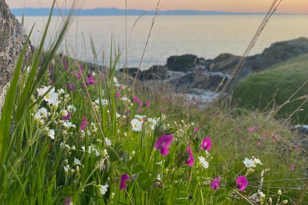 Wild Flowers in front of the Sea on San Juan Island, Washington