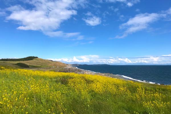 Field of wild flowers overlooking the ocean at Cattle Point, San Juan Island, Washington