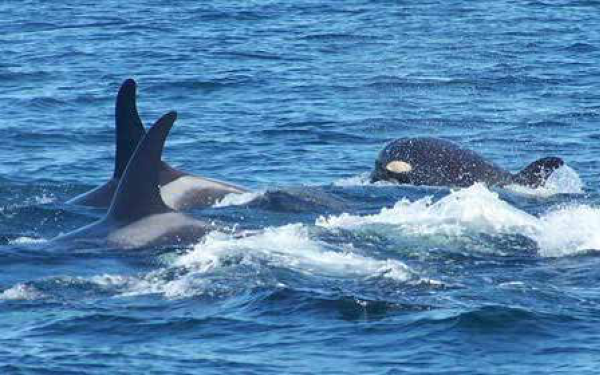 Whale watching