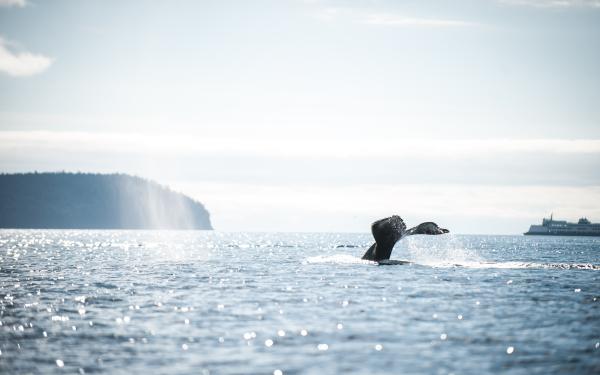 San Juan Safaris - Whale Watching Friday Harbor