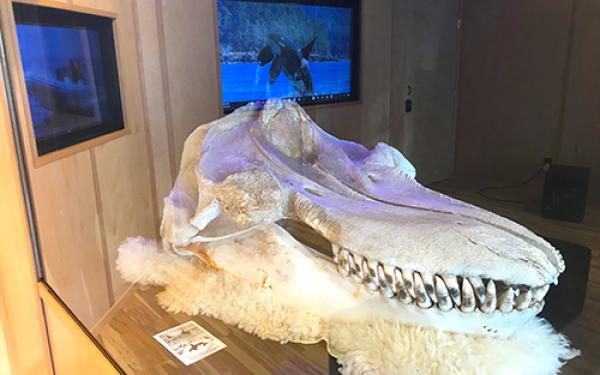 Whale Head