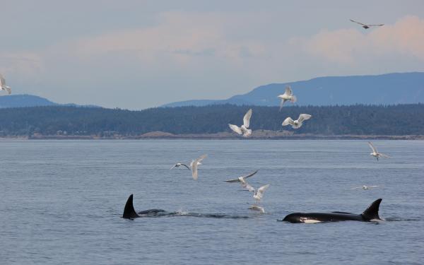 San Juan Safaris- Whales Watch Tour Friday Harbor