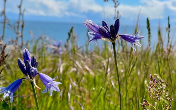 San Juan Island, Washington