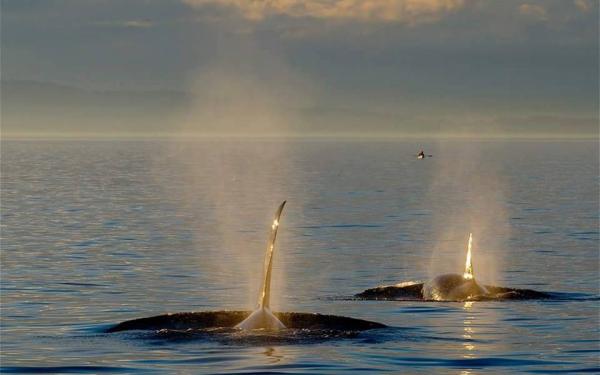 Maya's Legacy Whale Watching