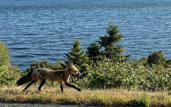 San Juan Island, Washington