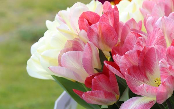 San Juan Island, Washington